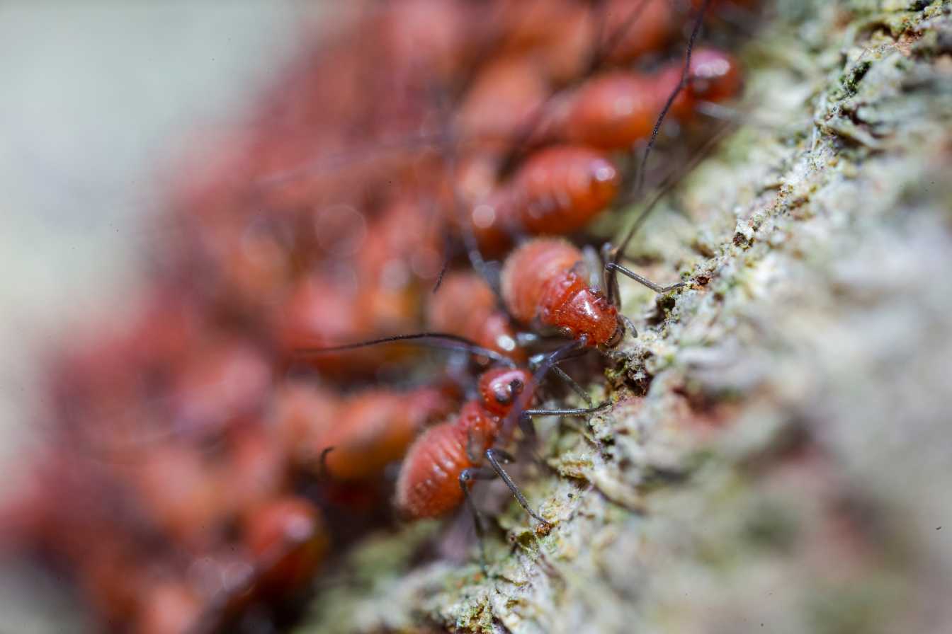 huile-essentielle-fourmi-le-guide-naturel-pour-eliminer-les-fourmis-2