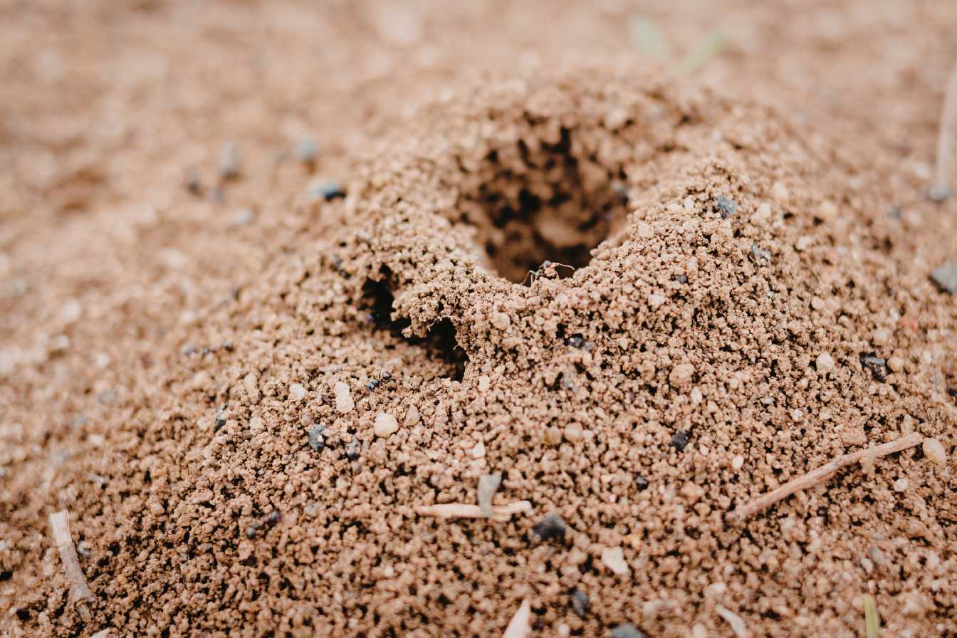 huile-essentielle-fourmi-le-guide-naturel-pour-eliminer-les-fourmis-3